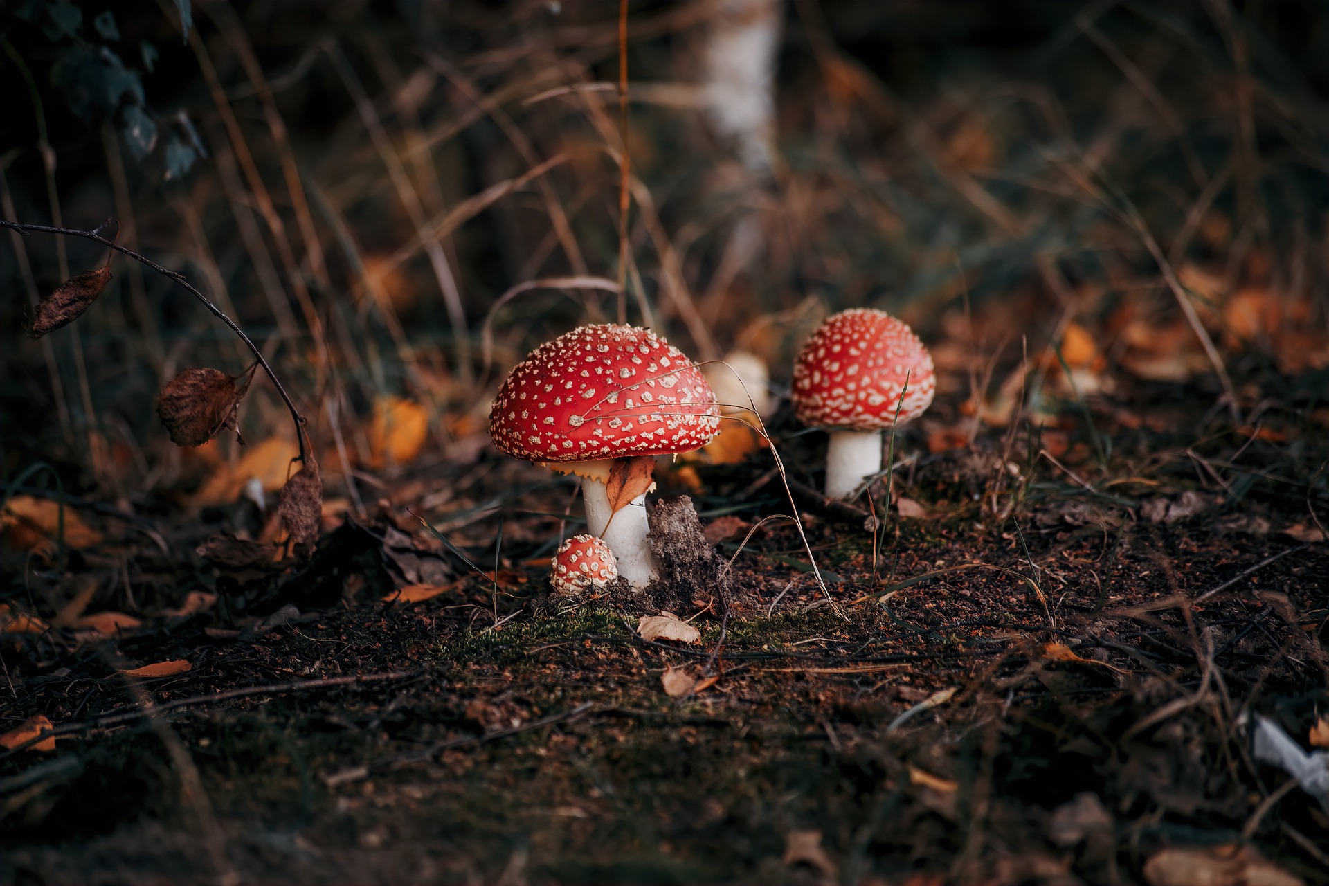 penis envy mushroom